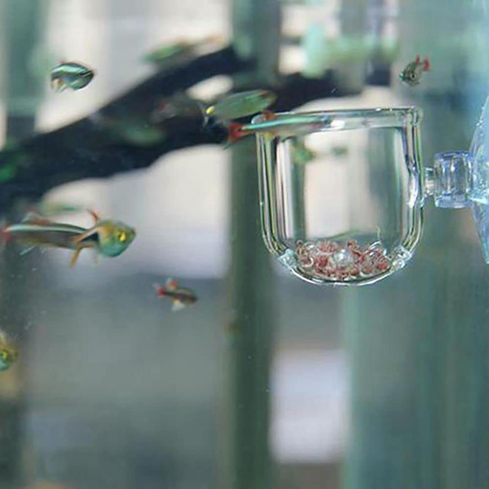 Aquarium Plant Pot Glazen Cili - Aquarium Plant Seeds recensie en prijs