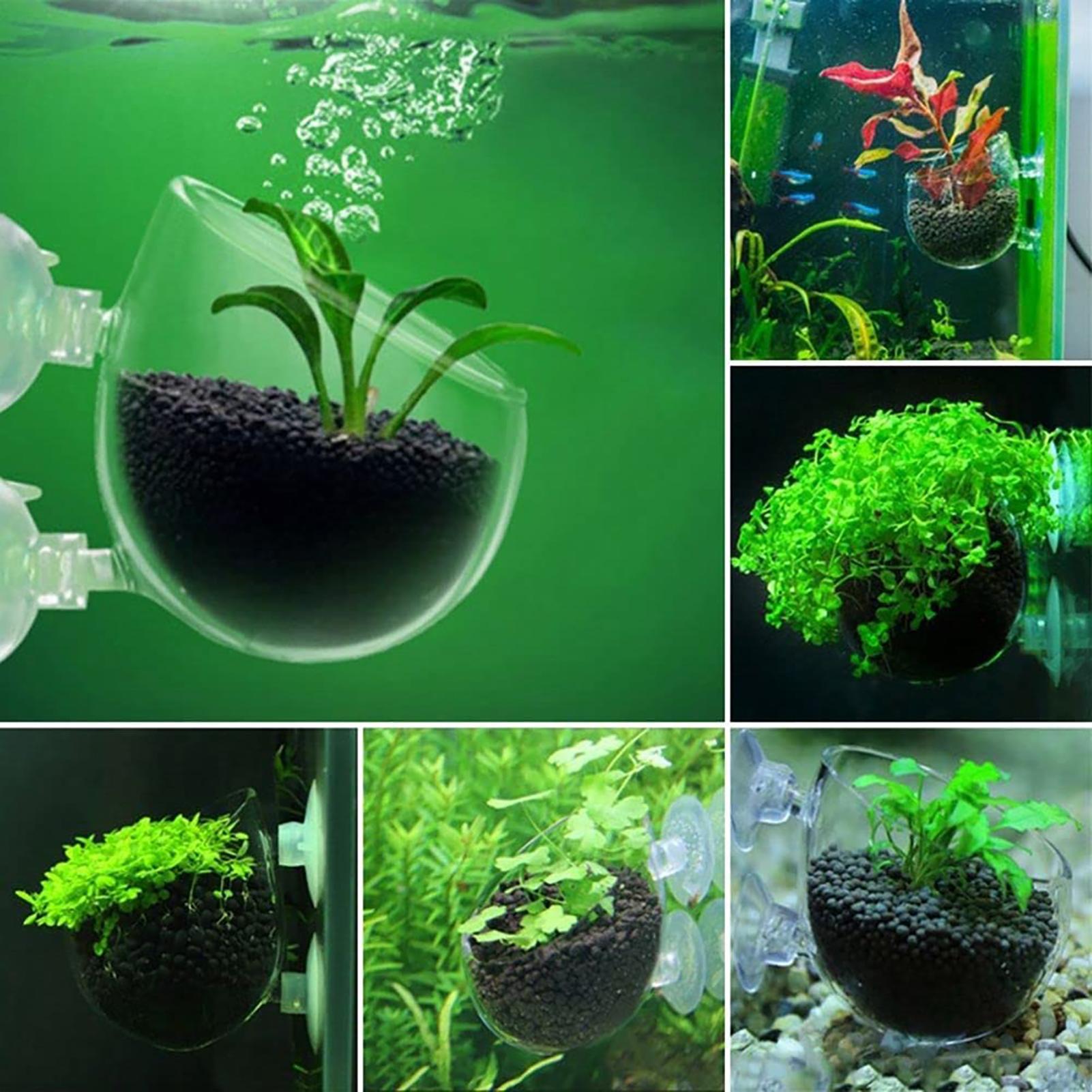 Aquarium Plant Pot Glazen Cili - Aquarium Plant Seeds recensie en prijs