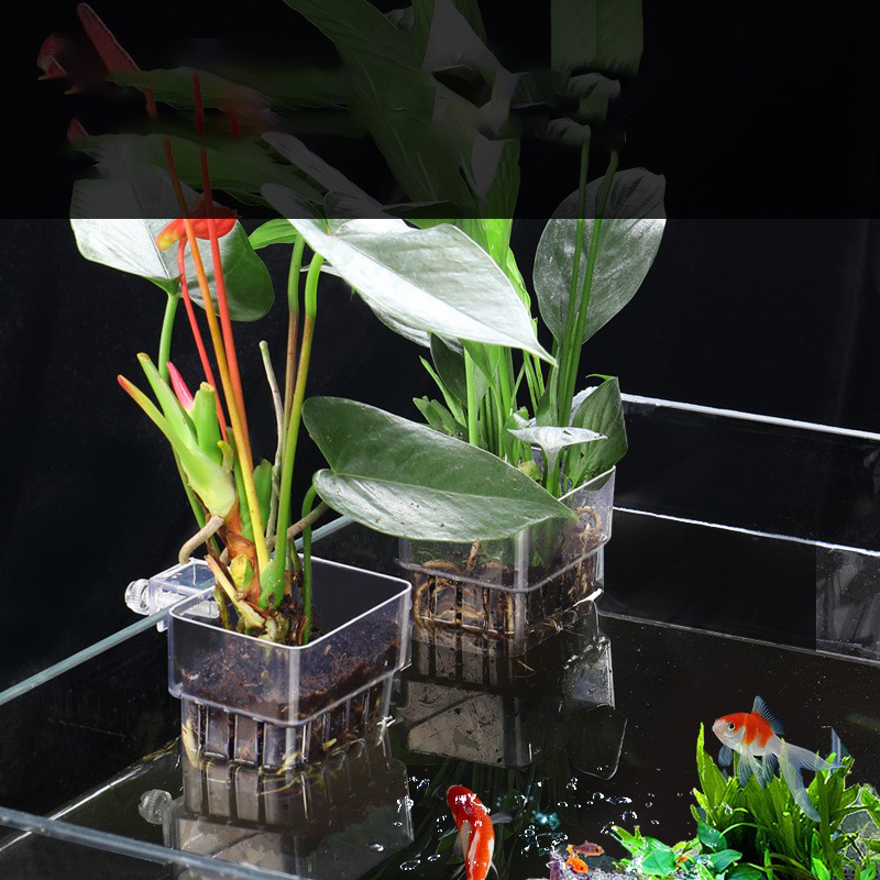 1Pc Aquarium Hydrocultuur Plan - Aquarium Plant Seeds recensie en prijs