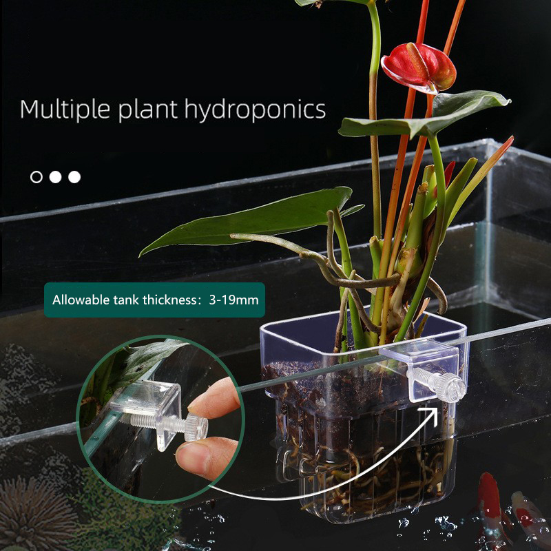 1Pc Aquarium Hydrocultuur Plan - Aquarium Plant Seeds recensie en prijs