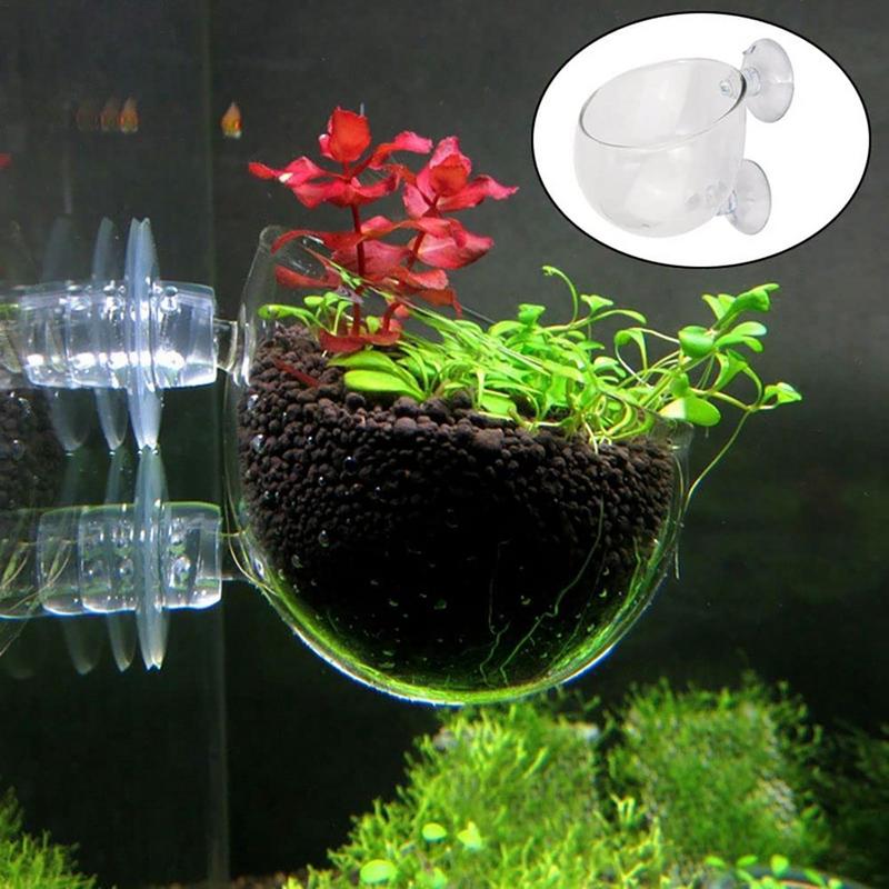 Aquarium Plant Pot Glazen Cili - Aquarium Plant Seeds recensie en prijs