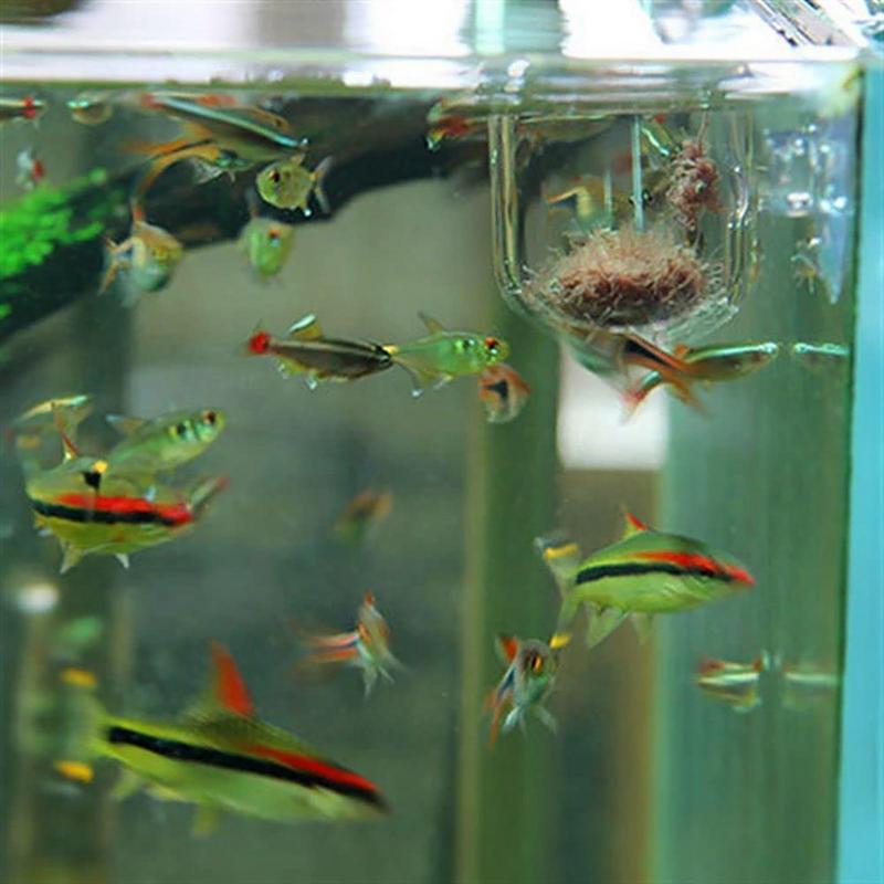 Aquarium Plant Pot Glazen Cili - Aquarium Plant Seeds recensie en prijs