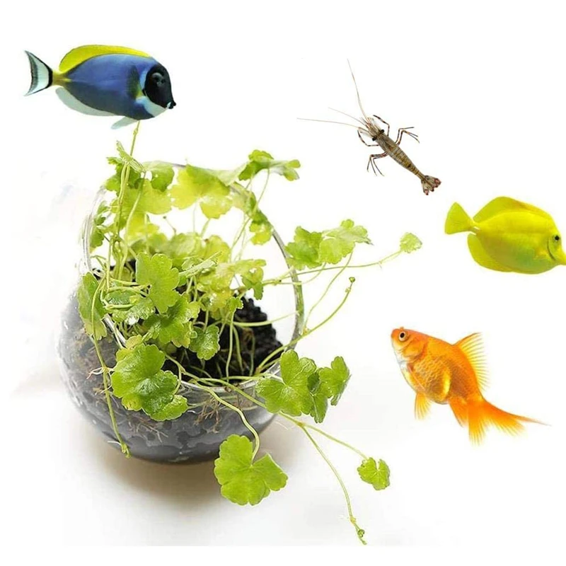Nieuwe Aquarium Plant Pot Glaz - Aquarium Plant Seeds recensie en prijs