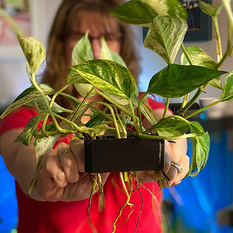 1 2 3 stuks Aquarium Plantenst - Aquarium Planted Setup recensie en prijs