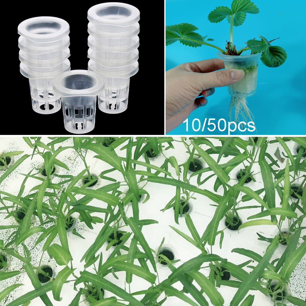 10/50 Stuks Tuin Aquarium Plan - Aquarium Plant Seeds recensie en prijs