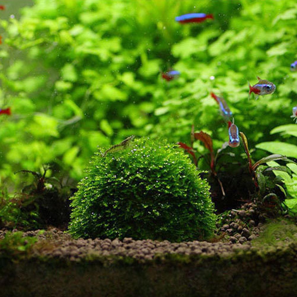 Aquarium Decoratie Planten Bio - Aquarium Plant Red recensie en prijs