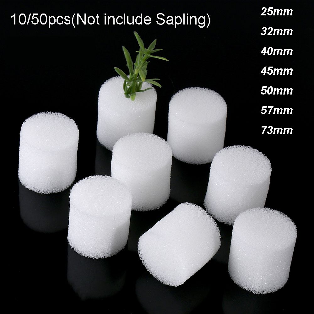 10/50Pcs Duurzaam Tuin Aquariu - Aquarium Plant Seeds recensie en prijs