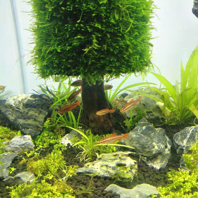 Aquarium Decoratie Waterplante - Aquarium Plant Seeds recensie en prijs