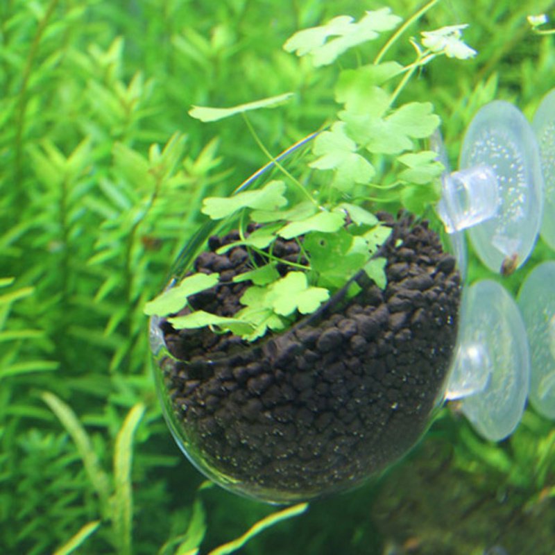 Aquarium Opknoping Plant Pot G - Aquarium Plant Seeds recensie en prijs
