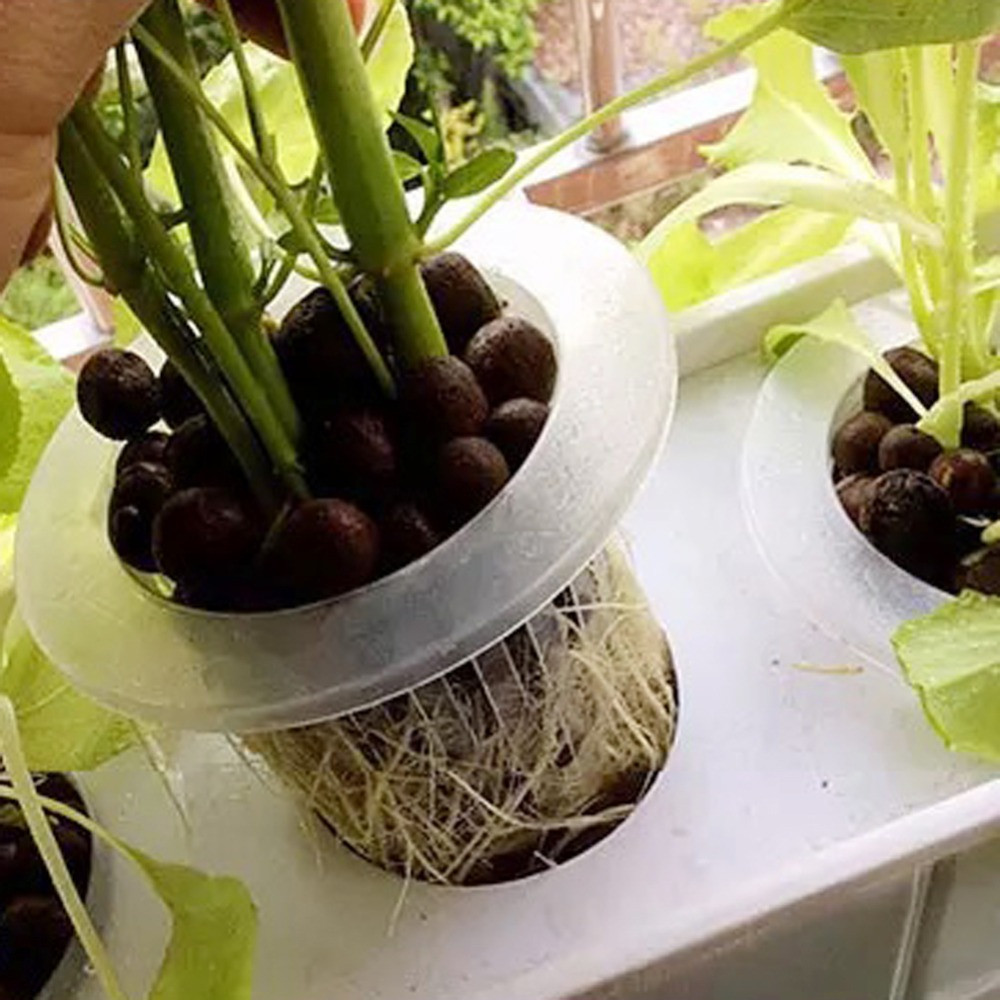 10/50 Stuks Duurzaam Planten A - Aquarium Plant Seeds recensie en prijs
